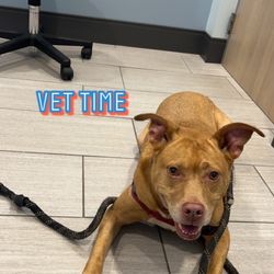 Loch Haven Veterinary Hospital