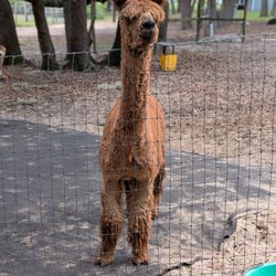 LunaSea Alpaca Farm
