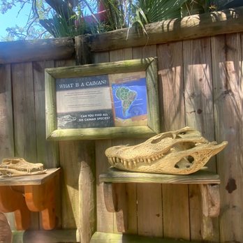 St. Augustine Alligator Farm Zoological Park - Skulls - Zoos Near Me - Saint Augustine, Florida