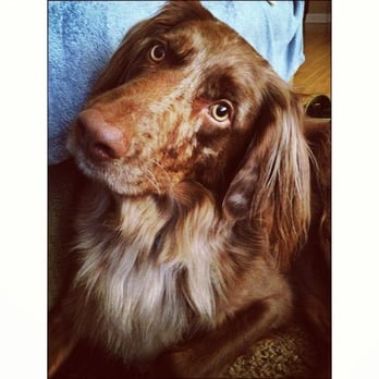Pawlosophy - Pet Sitting Near Me - Chicago, Illinois Pawlosophy - Pet Sitting Near Me - Chicago, Illinois