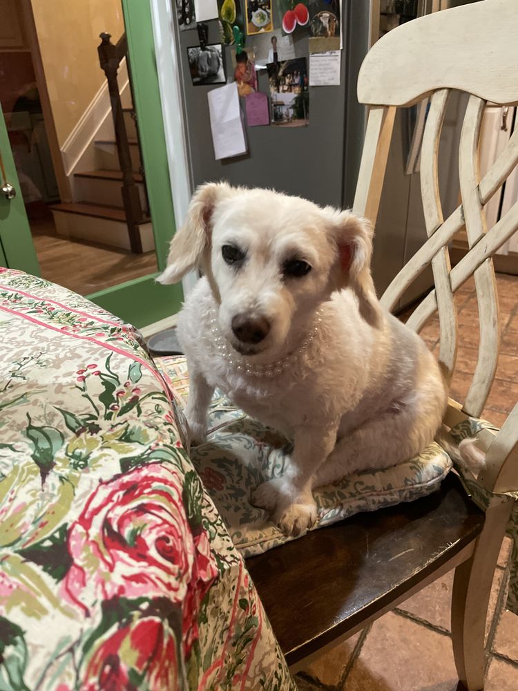 Lisa Rose Peigelbeck - pet boarding facility in Woodbridge Township, NJ