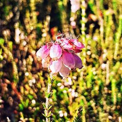 Lüneburger Heide - In der Heide (05/2025)