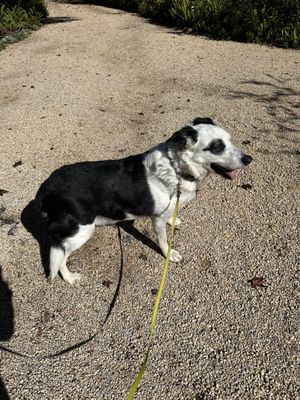 Dog Walking - 4 Years experience working with any and every dog. Call for a meet and greet! Dog Walking - 4 Years experience working with any and every dog. Call for a meet and greet!