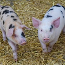 St Werburghs City Farm - Cute piggies! Photo taken from their website