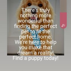 Fur Baby Adoption