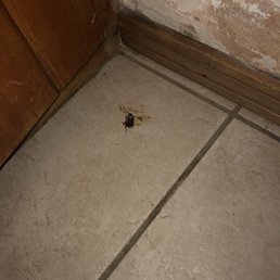 Cockroach