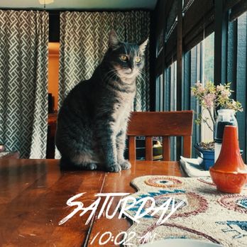Rover - Here is my dad's cat. Her name is Zoe. This is the cat. I used to take care of when they were gone. - Dog Walkers Near Me - San Jose, California