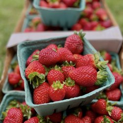 Providence Farm & CSA - We grow certified Organic Strawberries here!