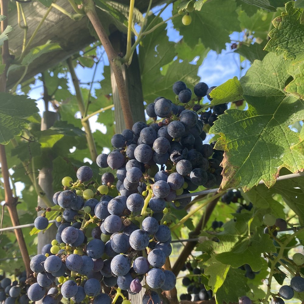 Great Frogs - Vineyard - Wineries Near Me - Annapolis, Maryland Great Frogs - Vineyard - Wineries Near Me - Annapolis, Maryland