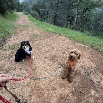 Yosemite Tails and Trails - Rev the Golden Doodle - Pet Boarding Near Me - Big Oak Flat, California Yosemite Tails and Trails - Rev the Golden Doodle - Pet Boarding Near Me - Big Oak Flat, California