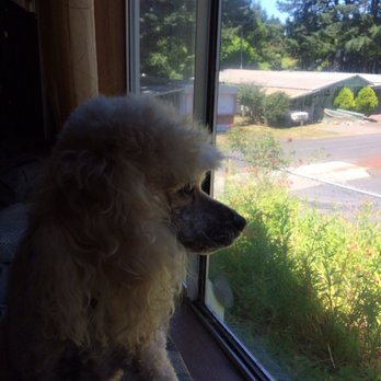 Wild River Pet Sitting - Pet Sitting Near Me Wild River Pet Sitting - Pet Sitting Near Me