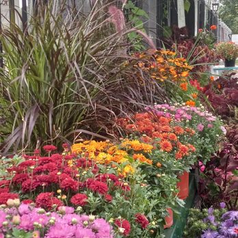 Sofia's Flower in Mendon - Mums to welcome fall - Florists Near Me - Mendon, Massachusetts