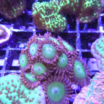 Eco Reef Corals - Local Fish Stores Near Me - Venice, Florida
