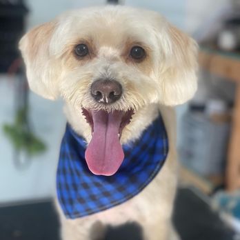 The Fur Lounge Dog Grooming - Pet Groomers Near Me The Fur Lounge Dog Grooming - Pet Groomers Near Me