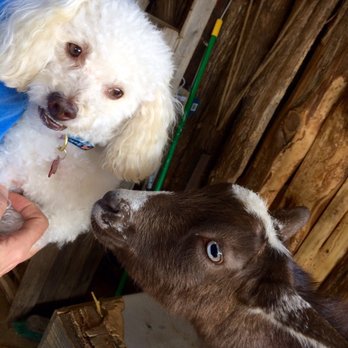 Fresh and Local Produce - The pet goat & a visitor dog - Farmers Market Near Me - Melissa, Texas