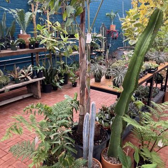Pueblo - Plants for sale! - Nurseries & Gardening Near Me - Phoenix, Arizona