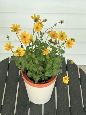 Strawberry Hill Farms by null