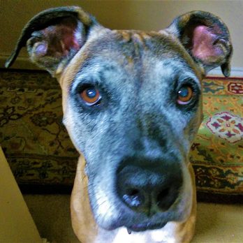 Compassionate Pet Vet - Ace Dec. 10, 2025 - Veterinarians Near Me Compassionate Pet Vet - Ace Dec. 10, 2025 - Veterinarians Near Me