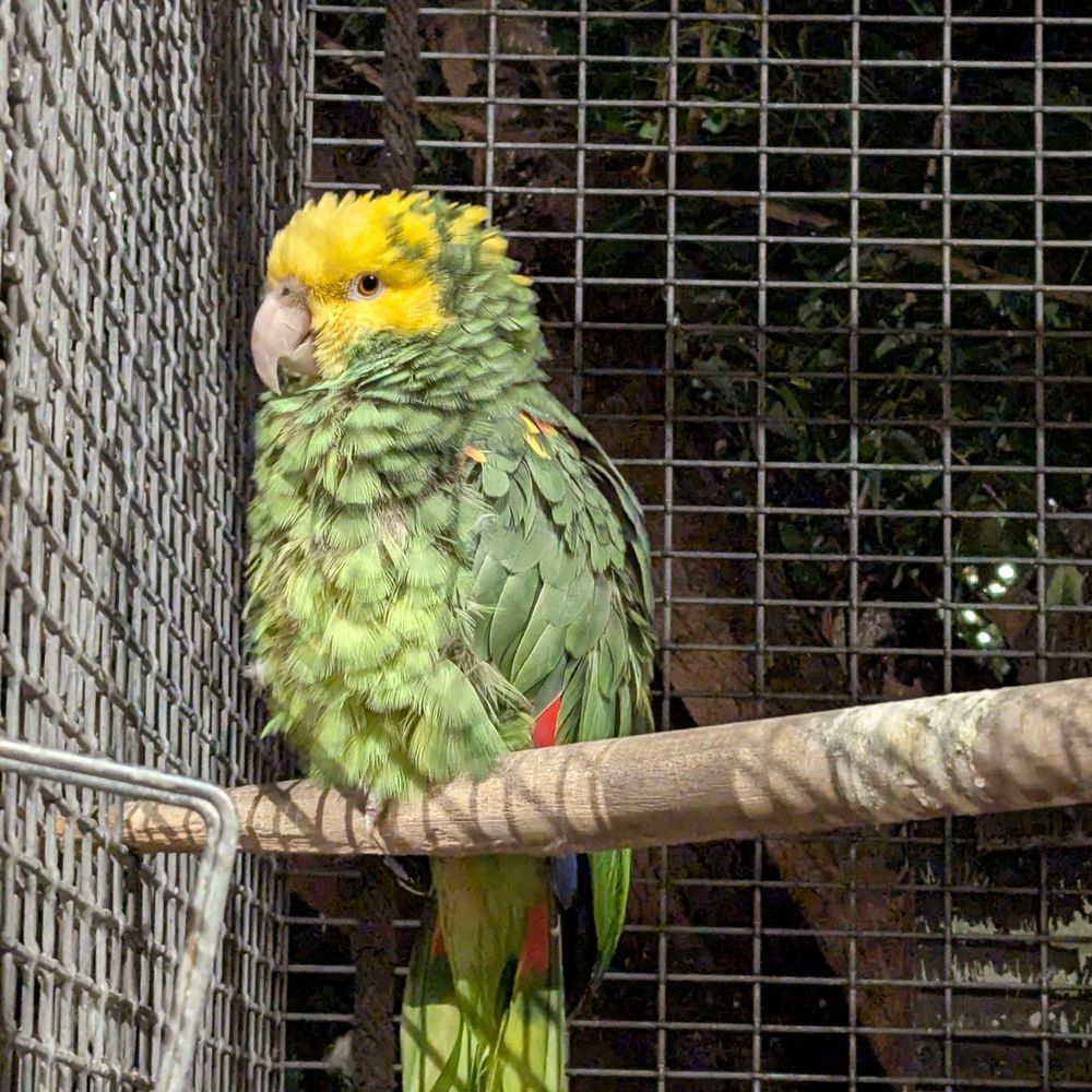 The Perch Brewery - Double yellow head Amazon parrot - Gastropubs Near Me - Chandler, Arizona The Perch Brewery - Double yellow head Amazon parrot - Gastropubs Near Me - Chandler, Arizona