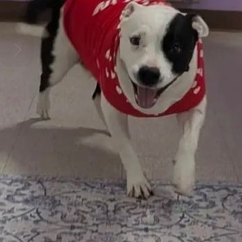 Renaissance Pet Resort & Spa - Every picture of her is a smile - Pet Groomers Near Me - Banning, California Renaissance Pet Resort & Spa - Every picture of her is a smile - Pet Groomers Near Me - Banning, California