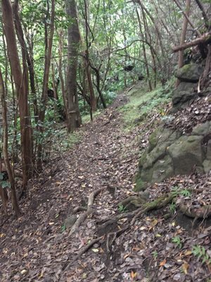 Kuli'ou'ou Valley Trail by null