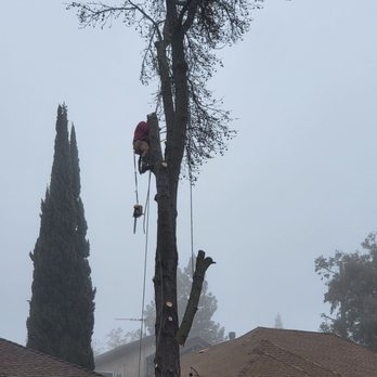 De La Cruz Tree Service - Tree Services Near Me - Elk Grove, California De La Cruz Tree Service - Tree Services Near Me - Elk Grove, California