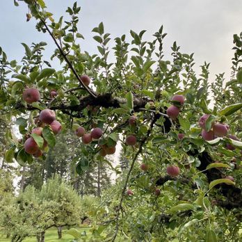 Grandpa's Cellar - An apple tree - Bakeries Near Me - Camino, California Grandpa's Cellar - An apple tree - Bakeries Near Me - Camino, California