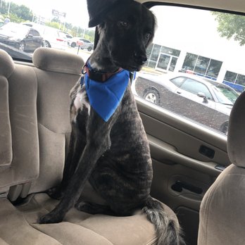Le Paws Grooming - After grooming! - Pet Groomers Near Me - Plano, Texas