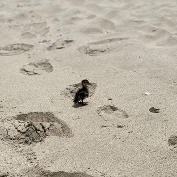 Cayo Luis Peña - Beaches Near Me