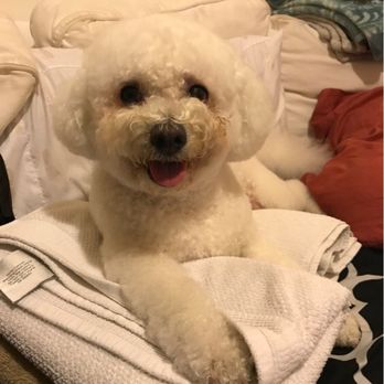 Kutz For Mutz - Pet Groomers Near Me - Albany, California Kutz For Mutz - Pet Groomers Near Me - Albany, California