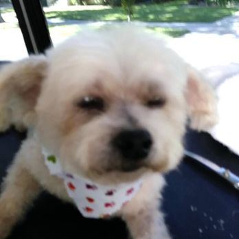 Bubbles & Bows Mobile Grooming - After - Pet Groomers Near Me - Woodland, California Bubbles & Bows Mobile Grooming - After - Pet Groomers Near Me - Woodland, California