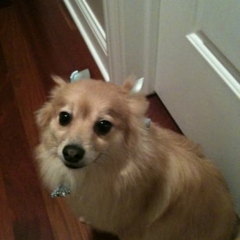 Earth Pups - Bella looking pretty with her ribbons. - Pet Groomers Near Me - Chicago, Illinois