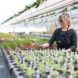 Ferme Guyon - Production de fleurs