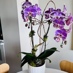 Steve's Flower Market - Mother's Day orchid arrangement with air plant and succulent.