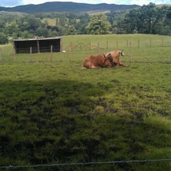 Trossachs Woollen Mill - Hamish: The biggest horns in Scotland.