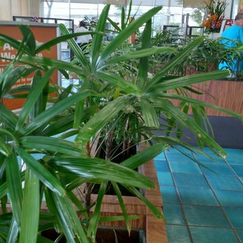 First Hawaiian Bank - Plants inside - Banks & Credit Unions Near Me - Waianae, Hawaii First Hawaiian Bank - Plants inside - Banks & Credit Unions Near Me - Waianae, Hawaii