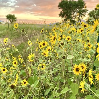 Westview RV Park - Sunflowers at the front entrance of West View - RV Parks Near Me - Dolores, Colorado Westview RV Park - Sunflowers at the front entrance of West View - RV Parks Near Me - Dolores, Colorado