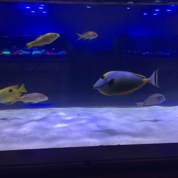 AZ Reef Monsters - Local Fish Stores Near Me - Mesa, Arizona