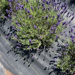 Peace Valley Lavender Farm
