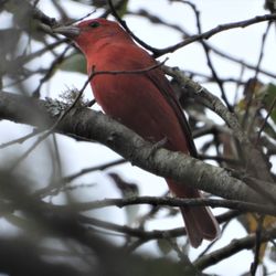 Eureka Skate Park - Summer Tanager!