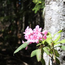 Mirror Lake Trail - A flower along the trail.