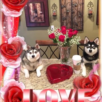 Adella Pet Salon - Showing off their Valentines grooming! - Pet Groomers Near Me - Bowling Green, Kentucky Adella Pet Salon - Showing off their Valentines grooming! - Pet Groomers Near Me - Bowling Green, Kentucky