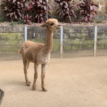 Taronga Zoo - Petting zoo - llama - Zoos Near Me - Mosman, NSW