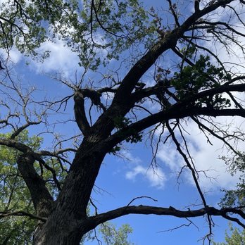 Blue Pine Works - Dead oak tree - Tree Services Near Me - Pine City, Minnesota Blue Pine Works - Dead oak tree - Tree Services Near Me - Pine City, Minnesota