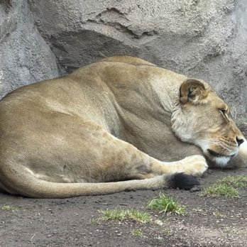 Denver Zoo - Relaxing lions - Zoos Near Me - Denver, Colorado