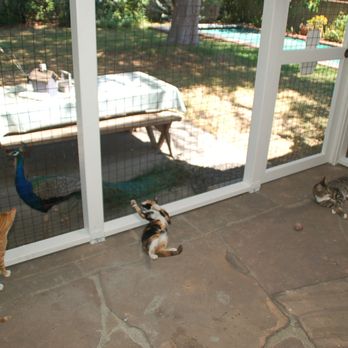 Catio Guy - Pet Services Near Me Catio Guy - Pet Services Near Me