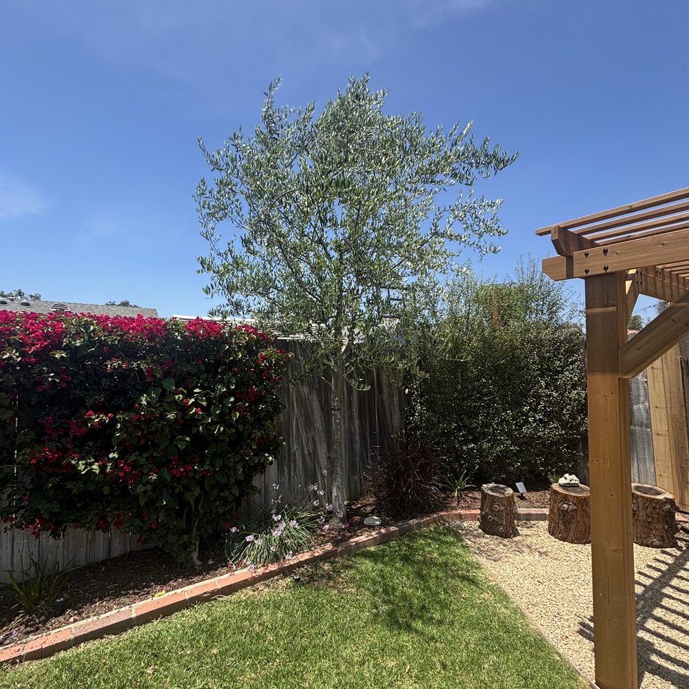EME Landscaping - Olive tree pruning (now growing out nicely) - Irrigation Near Me - Moorpark, California