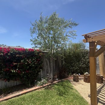 EME Landscaping - Olive tree pruning (now growing out nicely) - Irrigation Near Me - Moorpark, California EME Landscaping - Olive tree pruning (now growing out nicely) - Irrigation Near Me - Moorpark, California