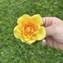 Photo of AngiesCleaningHawaii