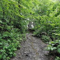 Black Rock Forest Consortium - Rocky path